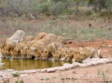 These protraits of the Olifants West Pride Split have left me speechless. Jochen captured the true comradery and essence of the bond between lions in his photos. The strength and connection of the pride shines through in is photos and evokes quite a few emotions. The more I hear about this pride, the more I […]