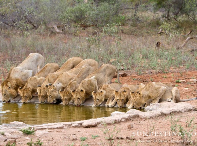 Olifants West Lion Pride Portraits