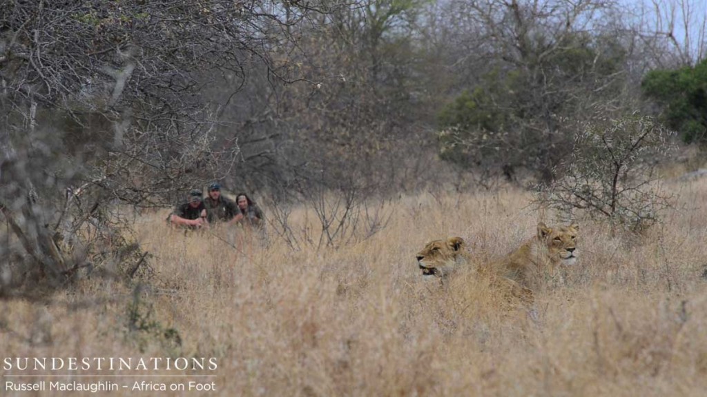 Walking safaris with lions at Africa on Foot