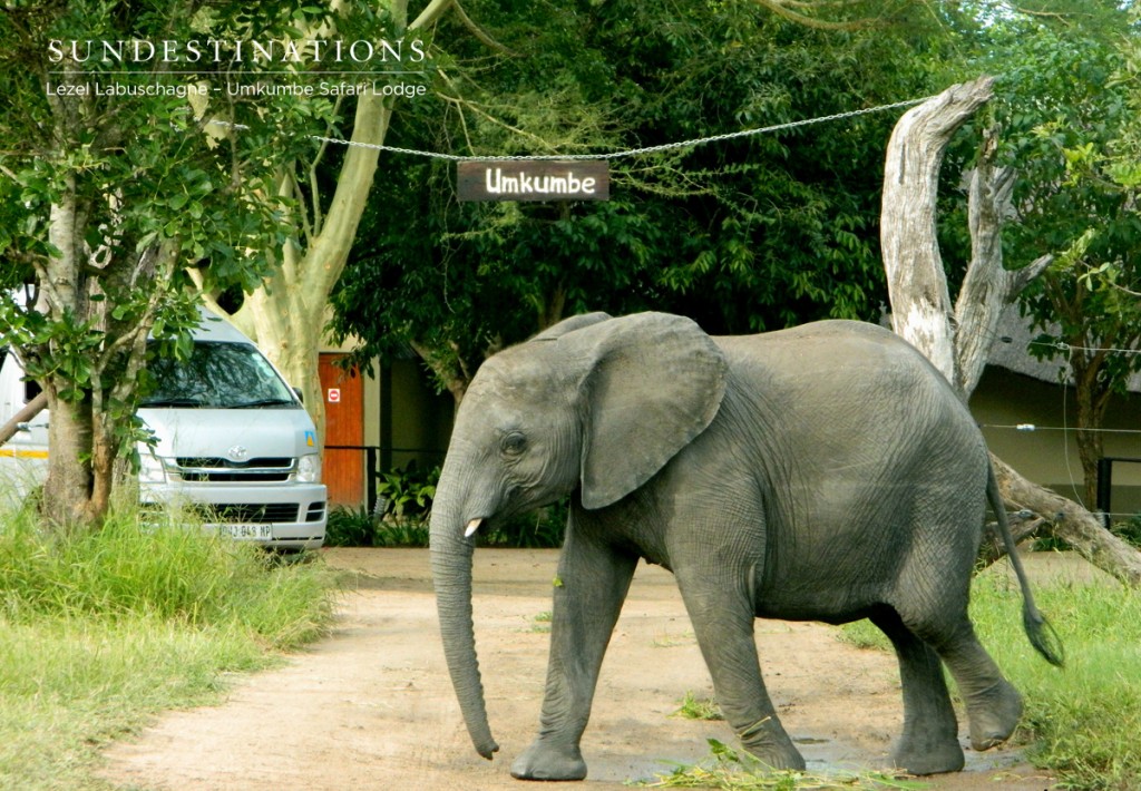 Elephant at Camp