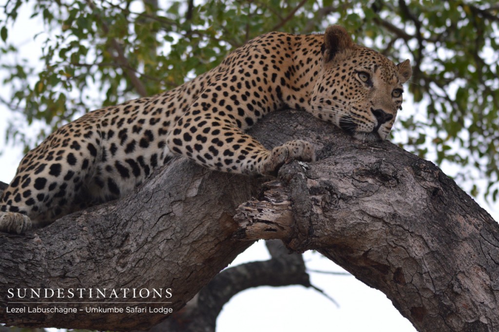 Maxabeni the leopard has returned.