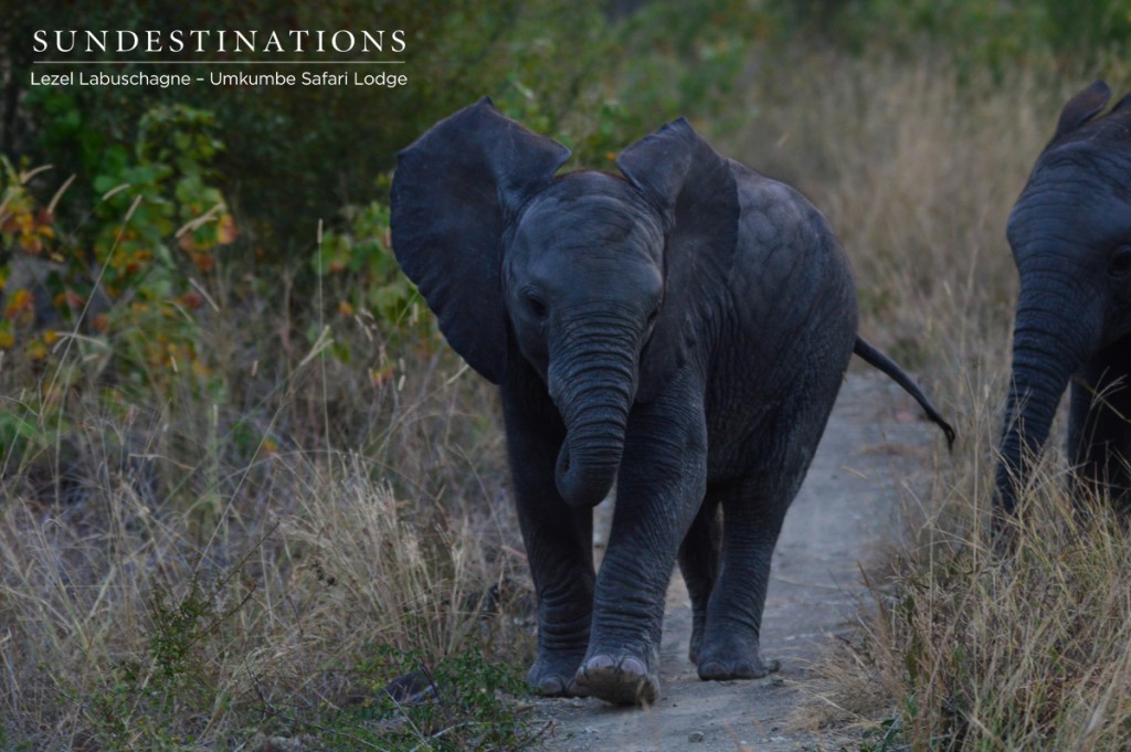 Elephant calf stumbles its way back to the herd.