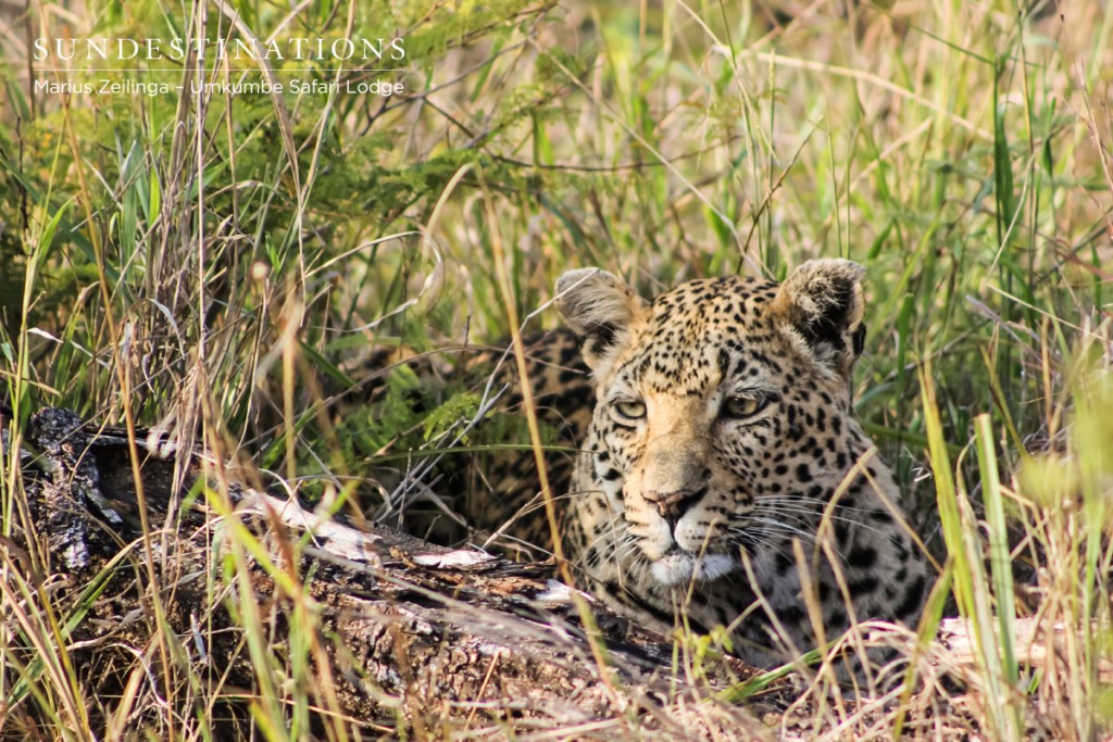 The White Dam leopard who is seen around Umkumbe