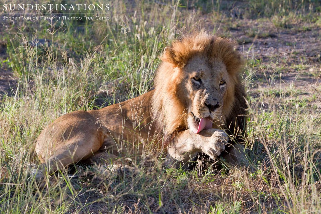 Trilogy Male with Sore Paw