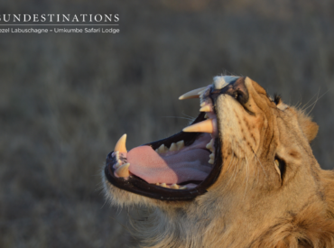 This week we’re doing things a little differently. Due to the abundance of lion sightings at our Kruger camps, we’ve decided to dedicate this “week in pics” purely to lions. Our majestic panthera leo species deserves to be celebrated. We’ve selected a few mind-blowing lion pictures for this week’s round up. Game drives at the […]