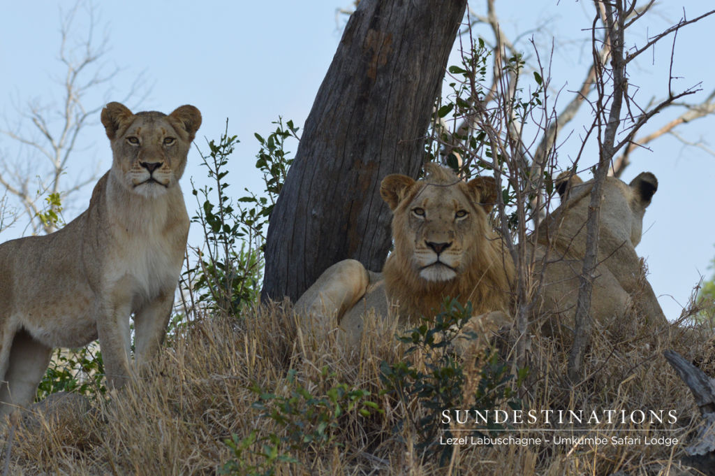 The Sparta Pride - Umkumbe Safari Lodge