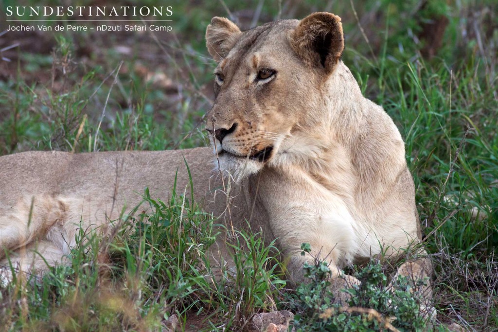 The Pale Female - nDzuti Safari Camp