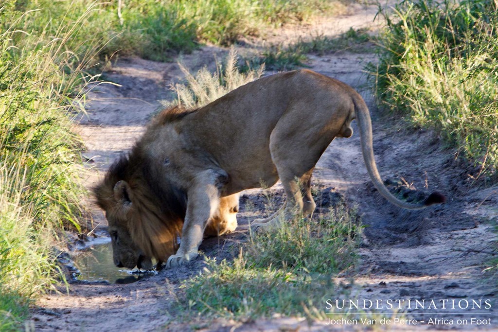 Trilogy Male Drinking