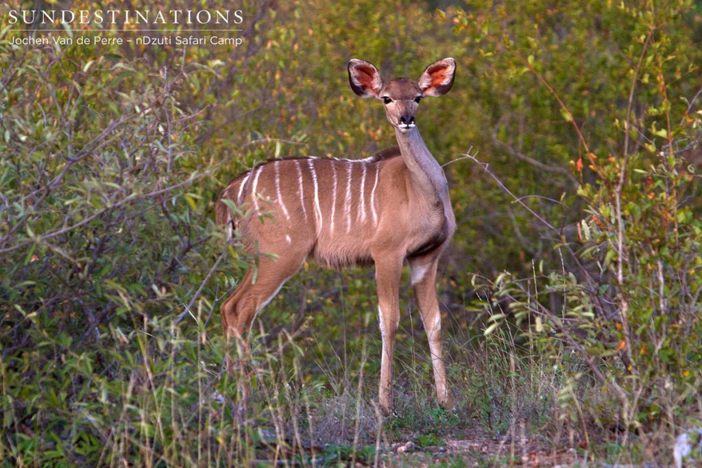 Kudu cow posing for the camera crew at nDzuti