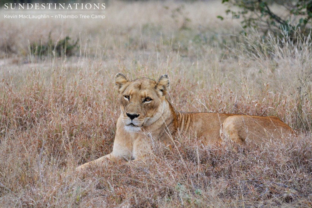 Ross Pride Breakaway Female. Is she guarding her den site?