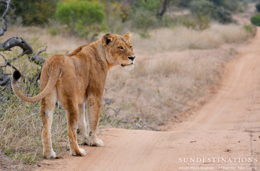 Ross Pride Female scans her surrounds for danger. Does she have cubs?
