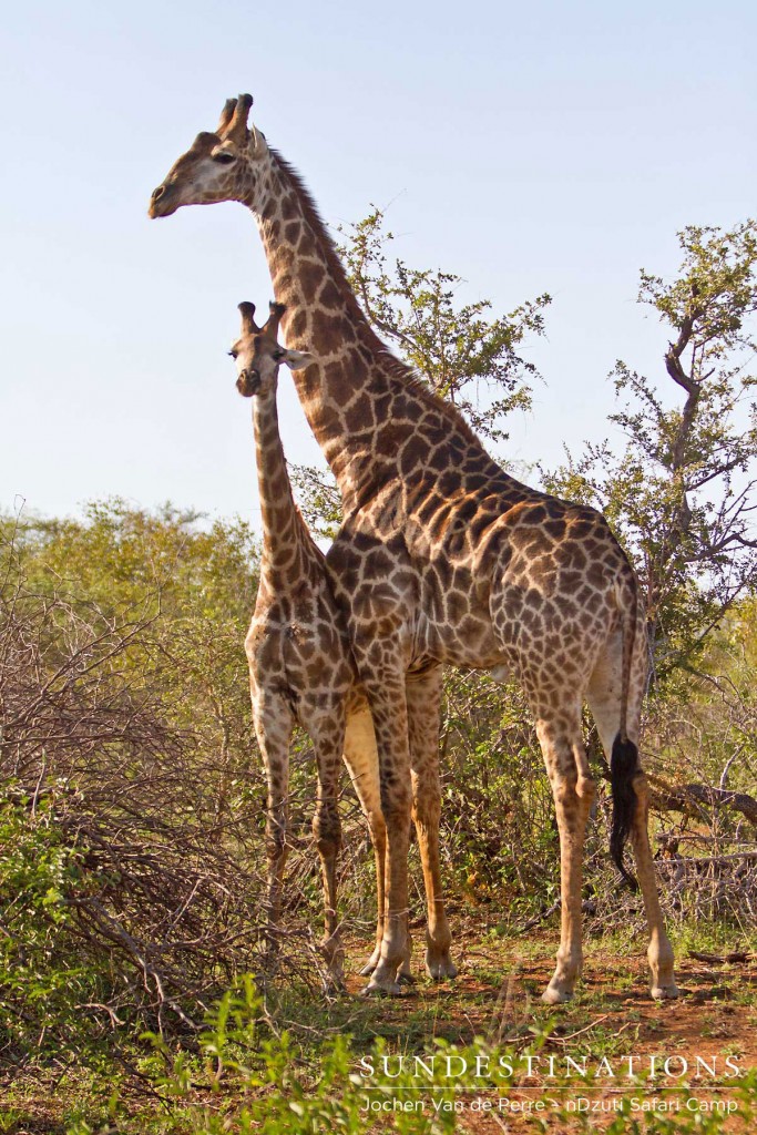 Giraffe and juvenile