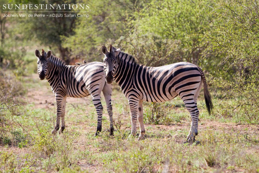 If you look closely you will see an oxpecker on the back of the zebra