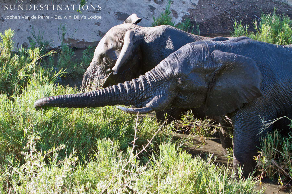 Wildlife at Billy's Lodge Waterhole