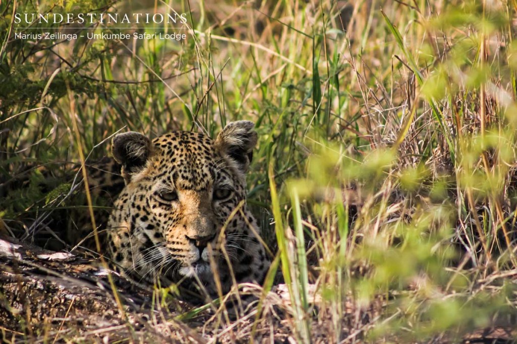White Dam is a female leopard seen quite often on our traverse.