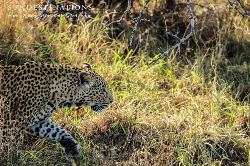 White Dam stalks an impala. She failed at the hunt. 