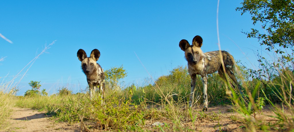 Wild Dogs Approach the BeetleCam