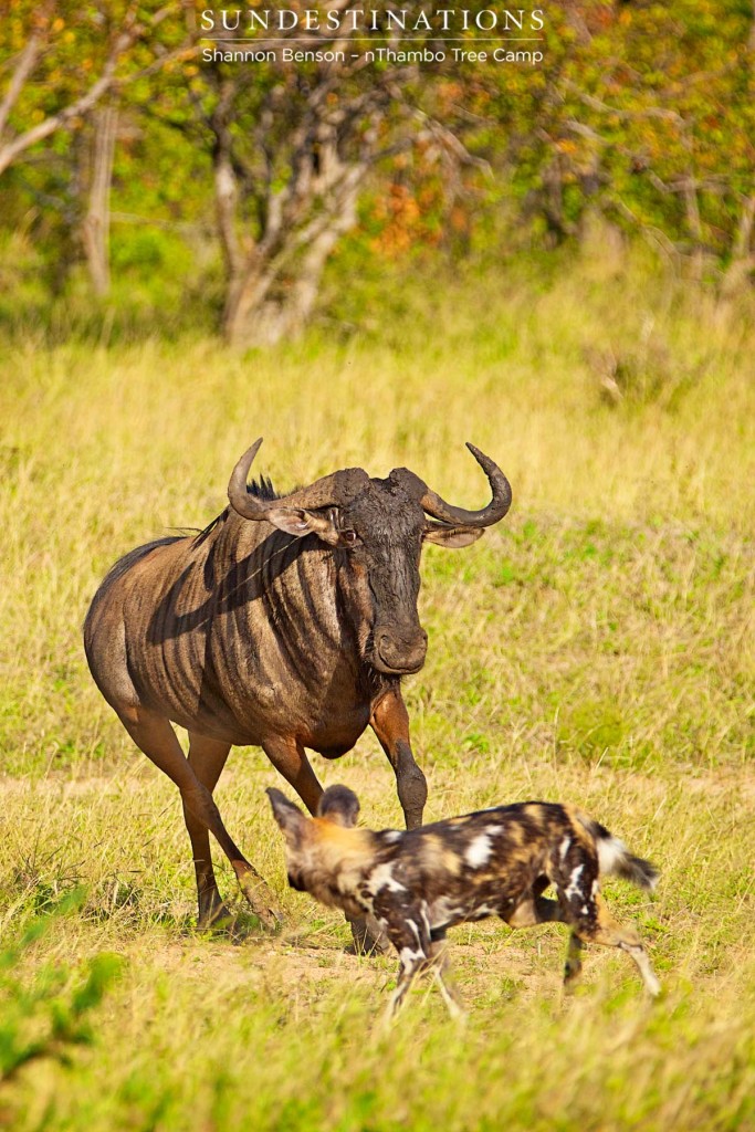 Wildebeest chases wild dog off