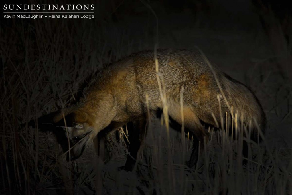 Bat-eared fox in the Kalahari