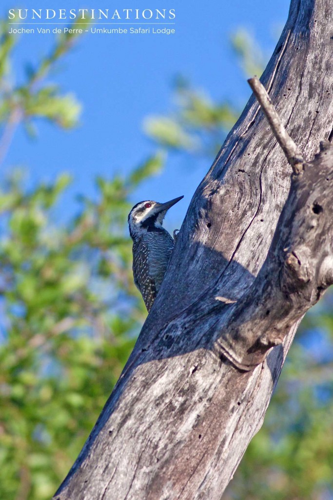 Bearded woodpecker