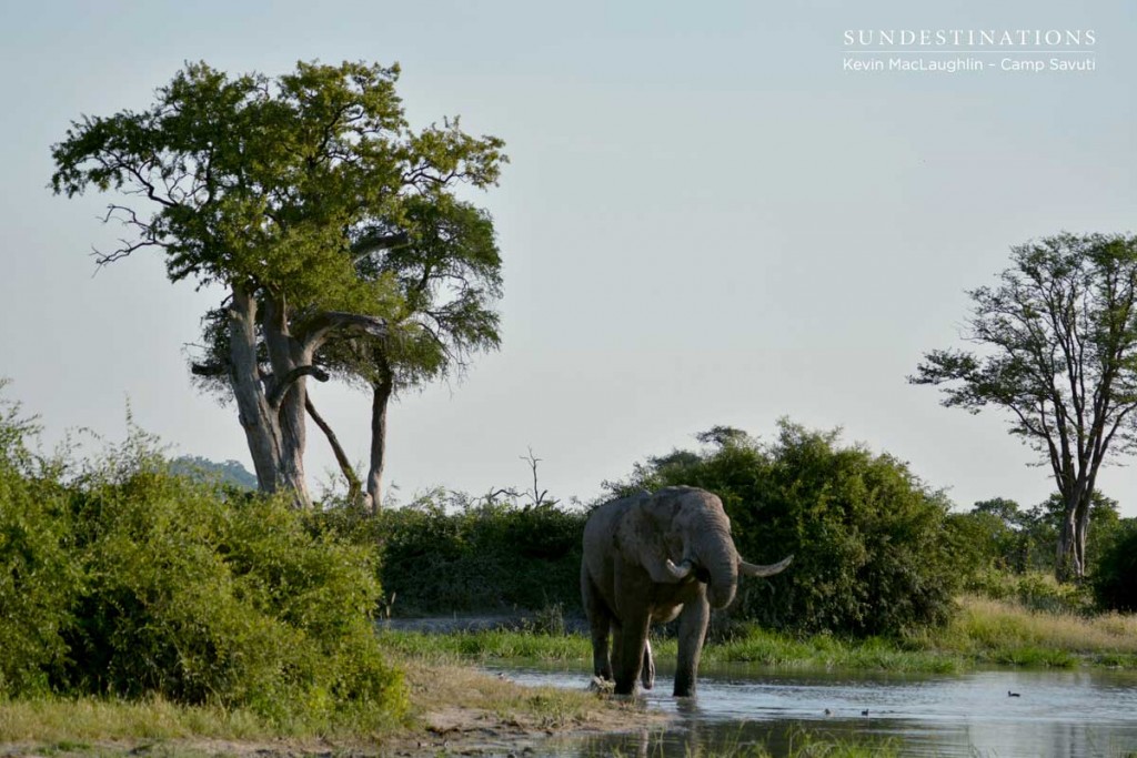 Big tusker takes a drink away from the chaos