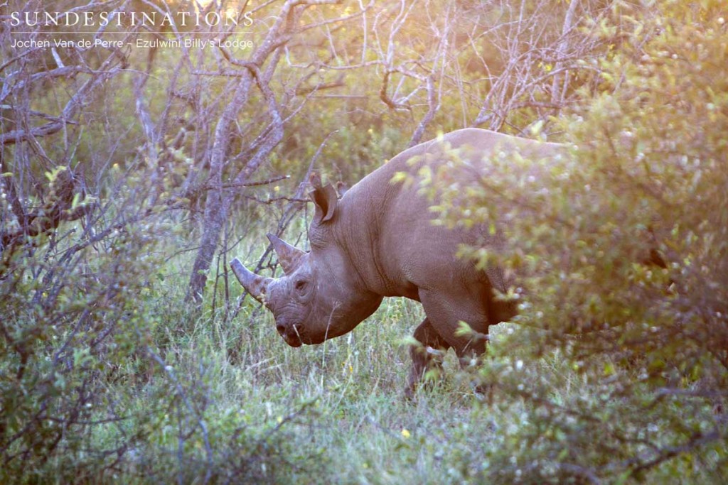 Special sighting of a black rhino