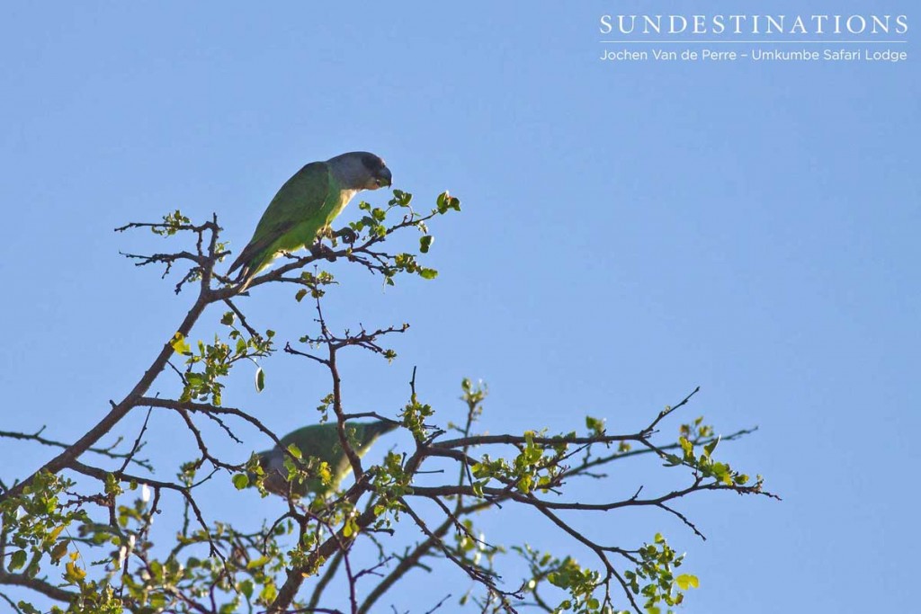 Brown-headed parrot