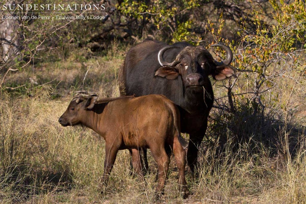 Buffalo cow and calf