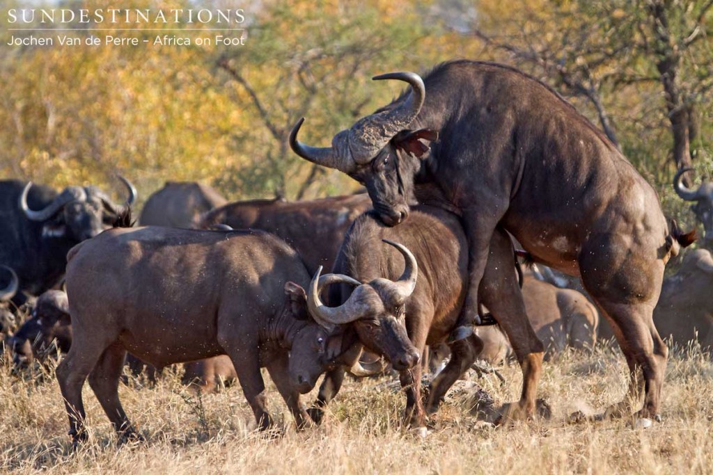 Buffalo bulls mounting for dominance