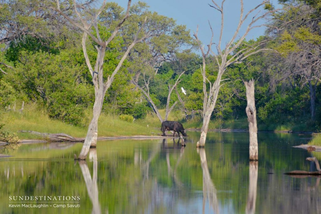 Buffalo on the Savuti Channel