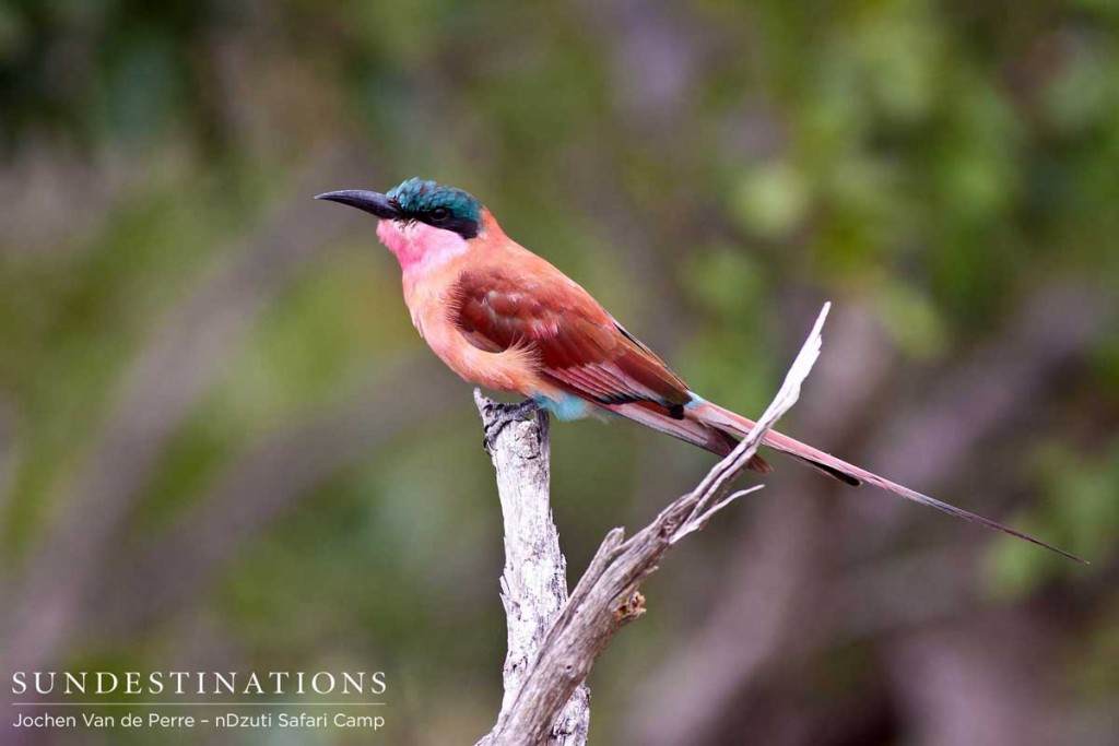 Carmine bee-eater