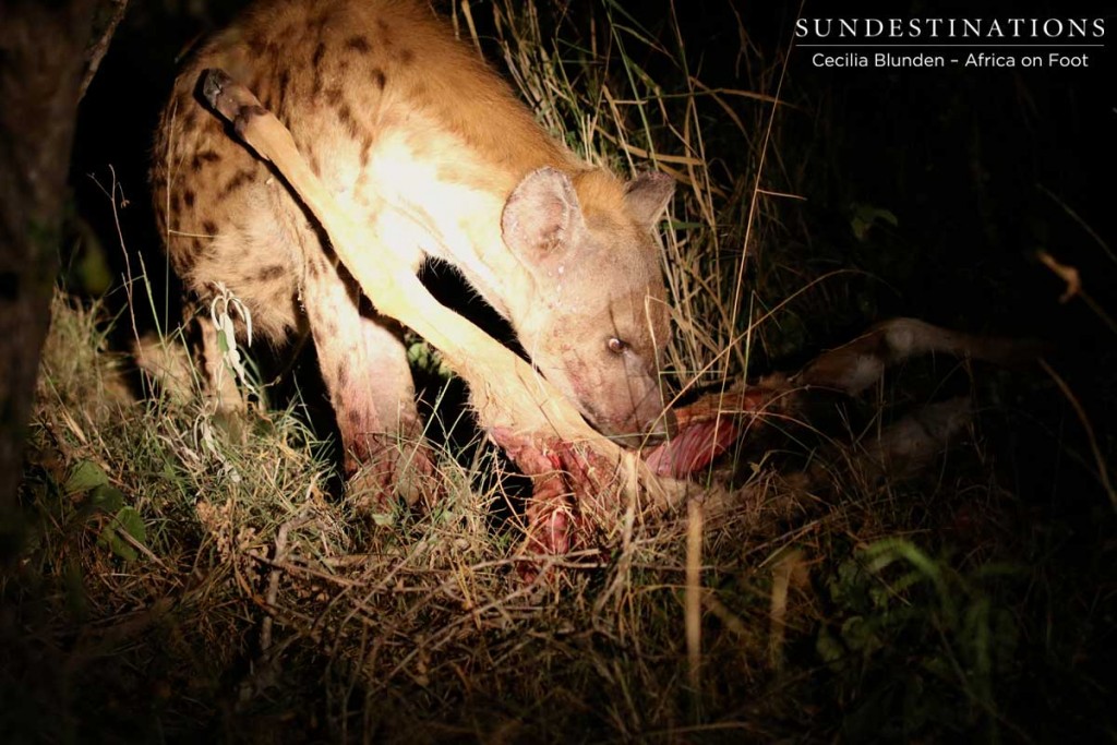 Hyena tucks in to leopard kill