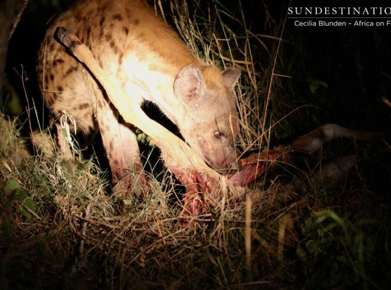 Spotted Hyena: Scavenger or Super Predator?