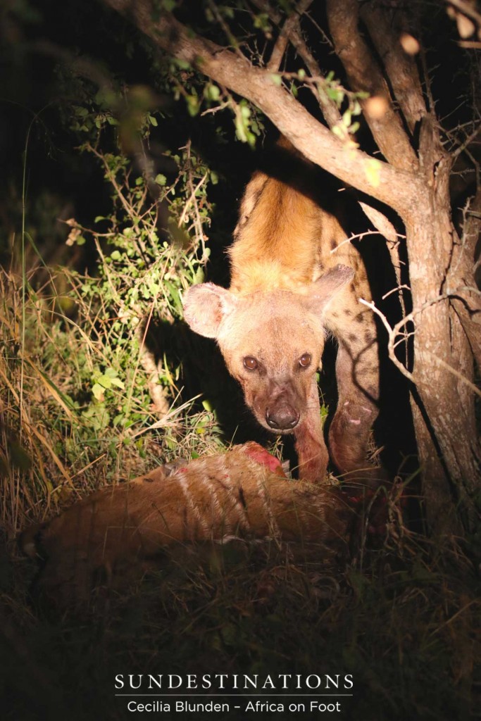 Hyena daringly steals leopard's kill