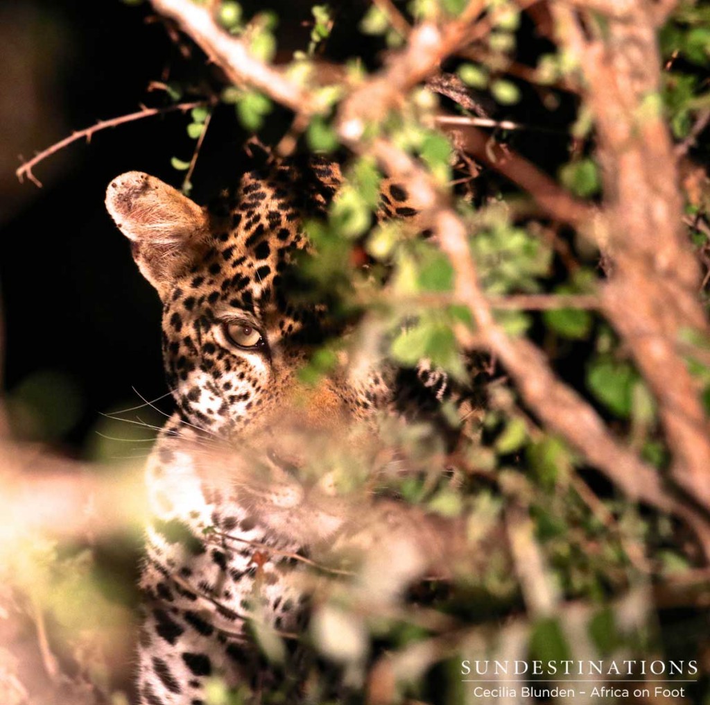 Leopard looks on as hyena demolishes his meal