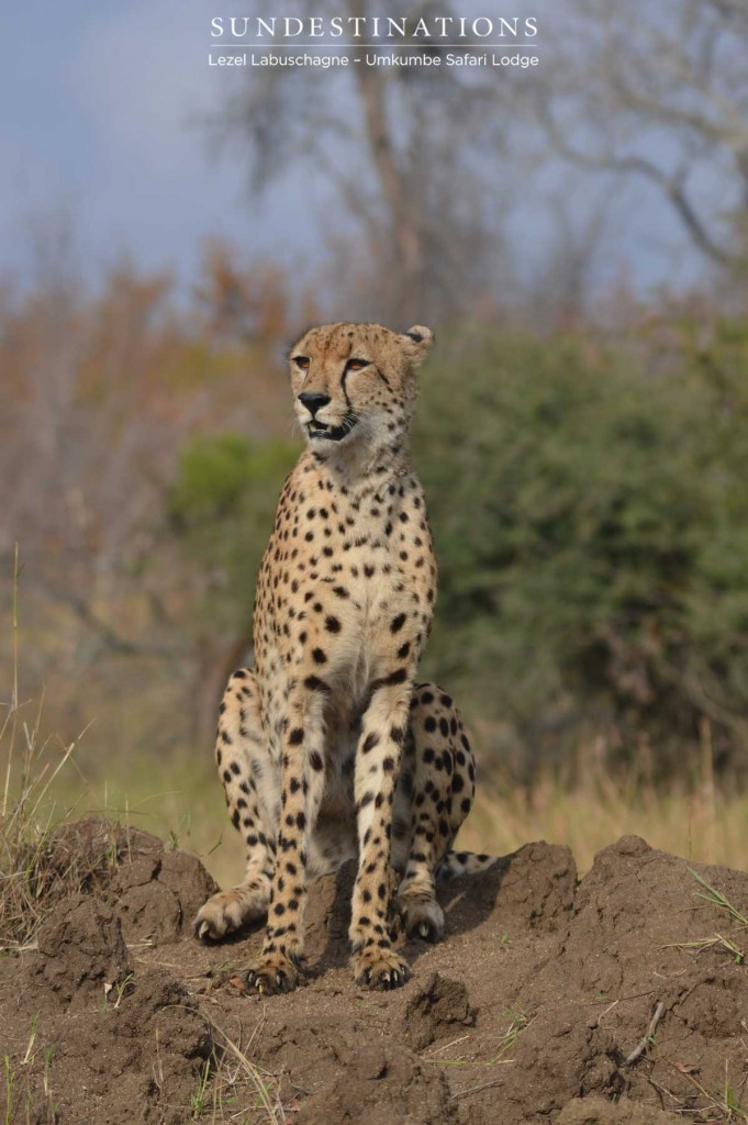 Cheetah posing on a termite mound