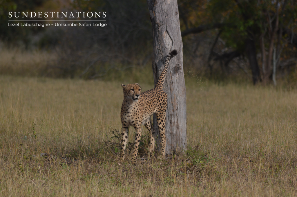 Cheetah spotted on game drive at Umkumbe Safari Lodge