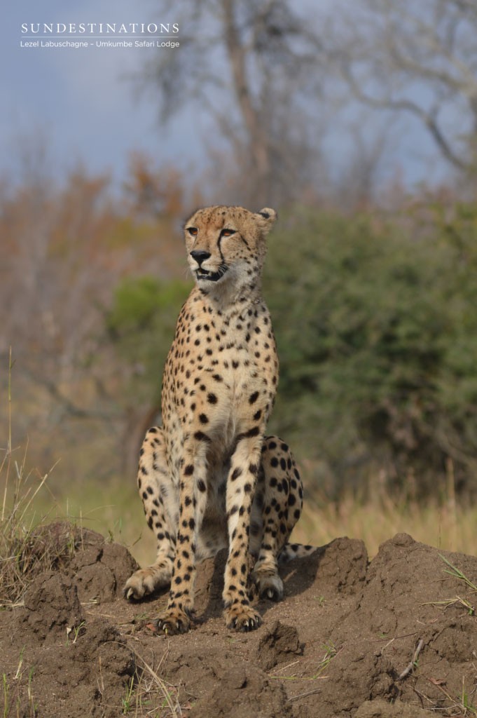 Umkumbe Sabi Sand cheetah shortly before leaving the termite mound