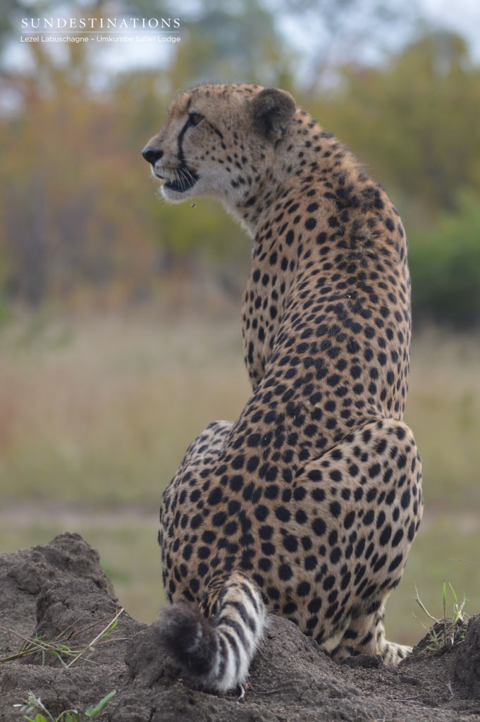 This cheetah was seen exploring the Umkumbe traverse
