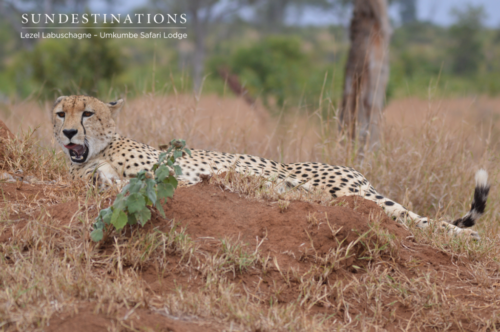 Cheetah at Umkumbe