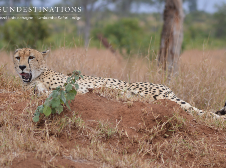 Cheetah Sightings at Umkumbe Safari Lodge