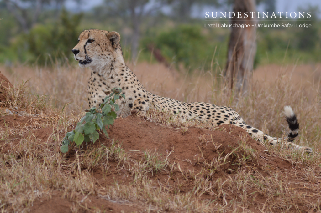 Cheetah watches prey