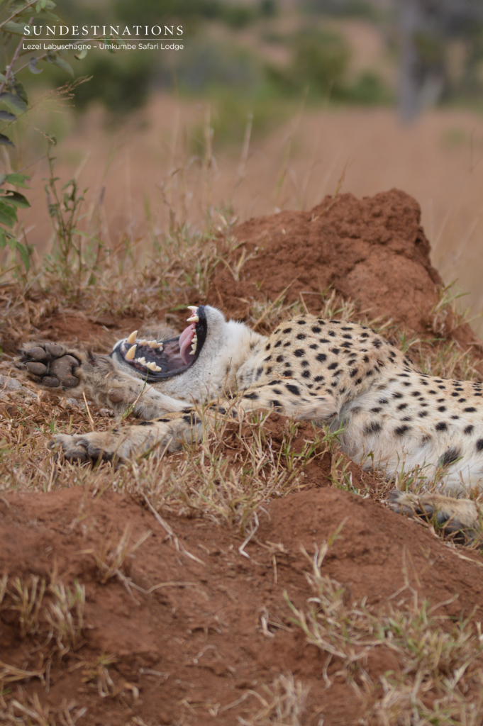 Umkumbe cheetah