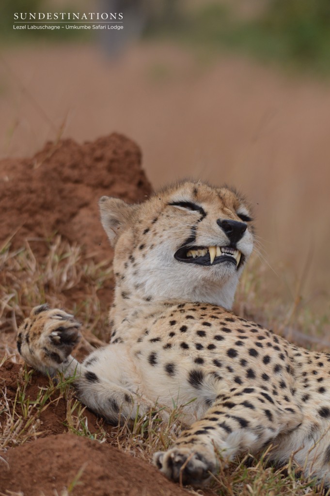 Cheetah grimace