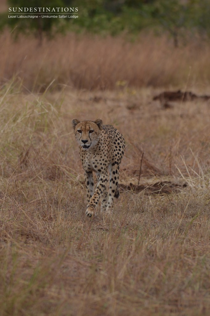 Crossing over into grasslands