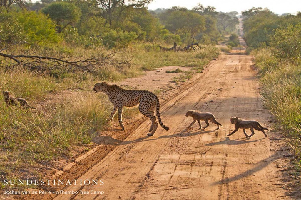 Cheetah and cubs caught crossing the road