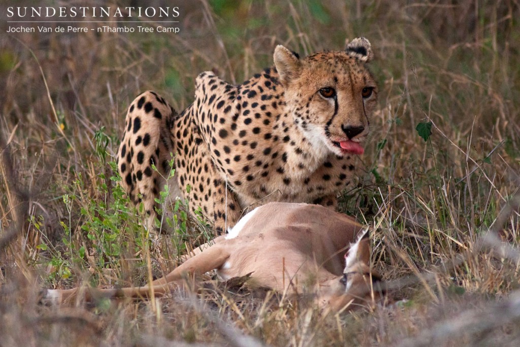 Cheetah feeds on an a fresh impala kill.