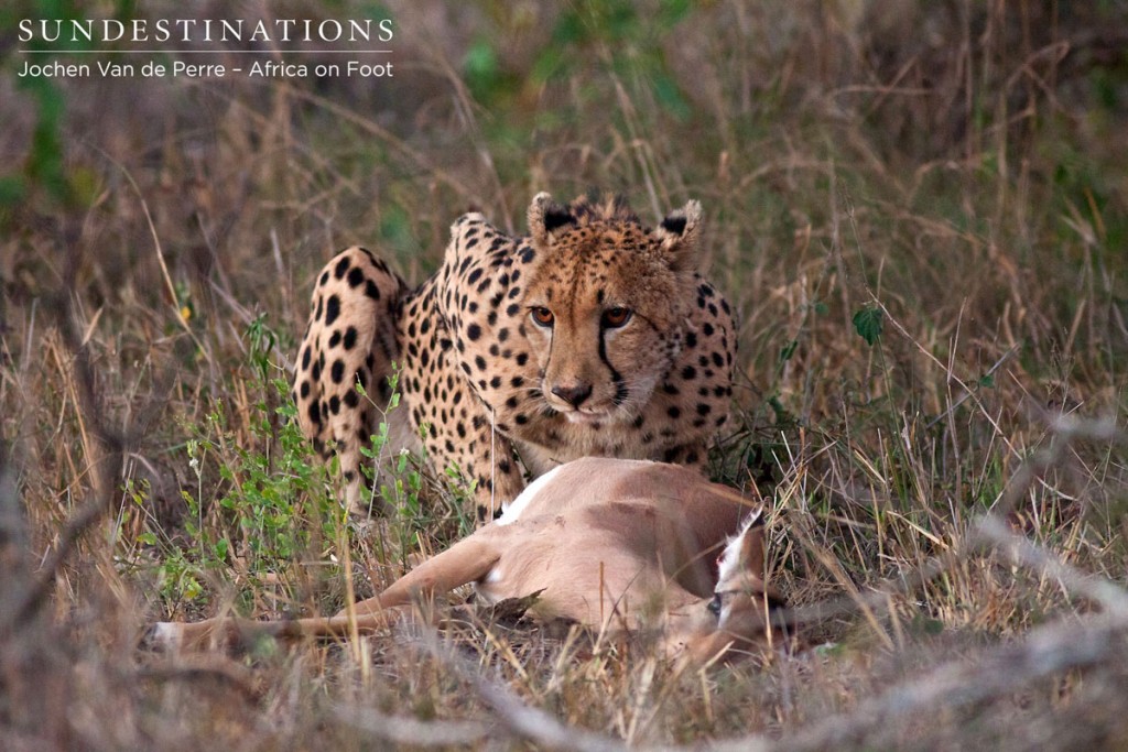 A fantastic kill made by a cheetah outside nThambo Tree Camp in the Klaserie.