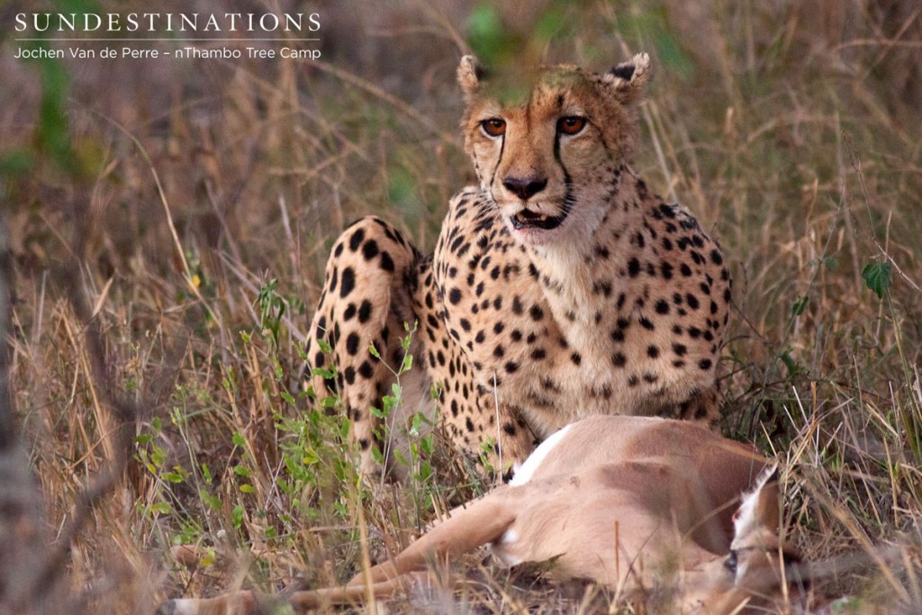 Cheetah sruverys the landscape before devouring the kill. 