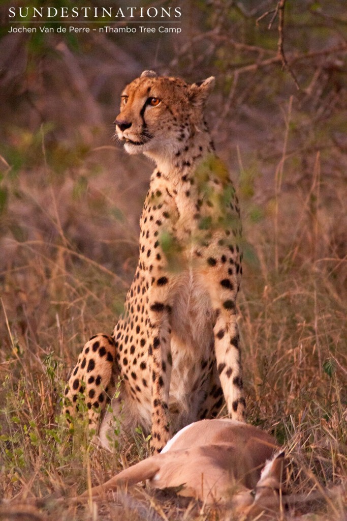 Fresh cheetah kill made at nThambo Tree Camp.